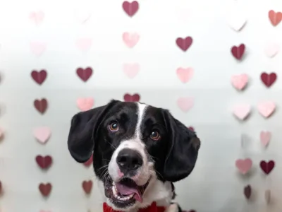Tripawd Stanley