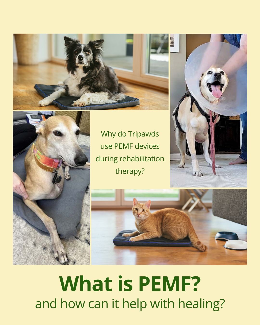 How does PEMF therapy help Tripawds heal?