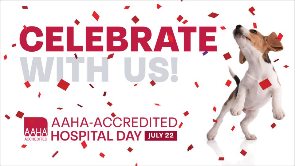 Honoring AAHA Day 2025