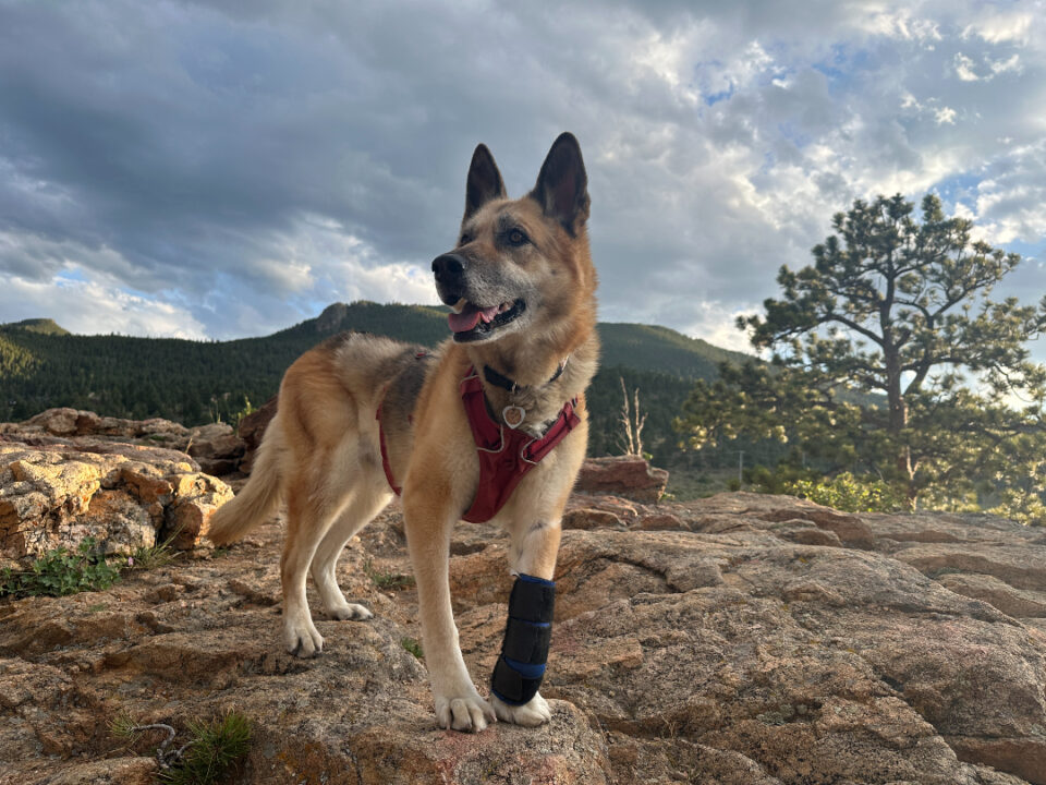 Nellie B. Dawg honorary Tripawds Spokesdog