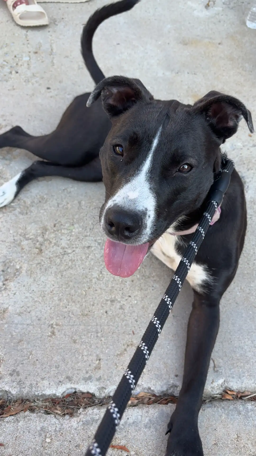 Tripawd Tuesday Minnie smiling up from the sidewalk after a walk
