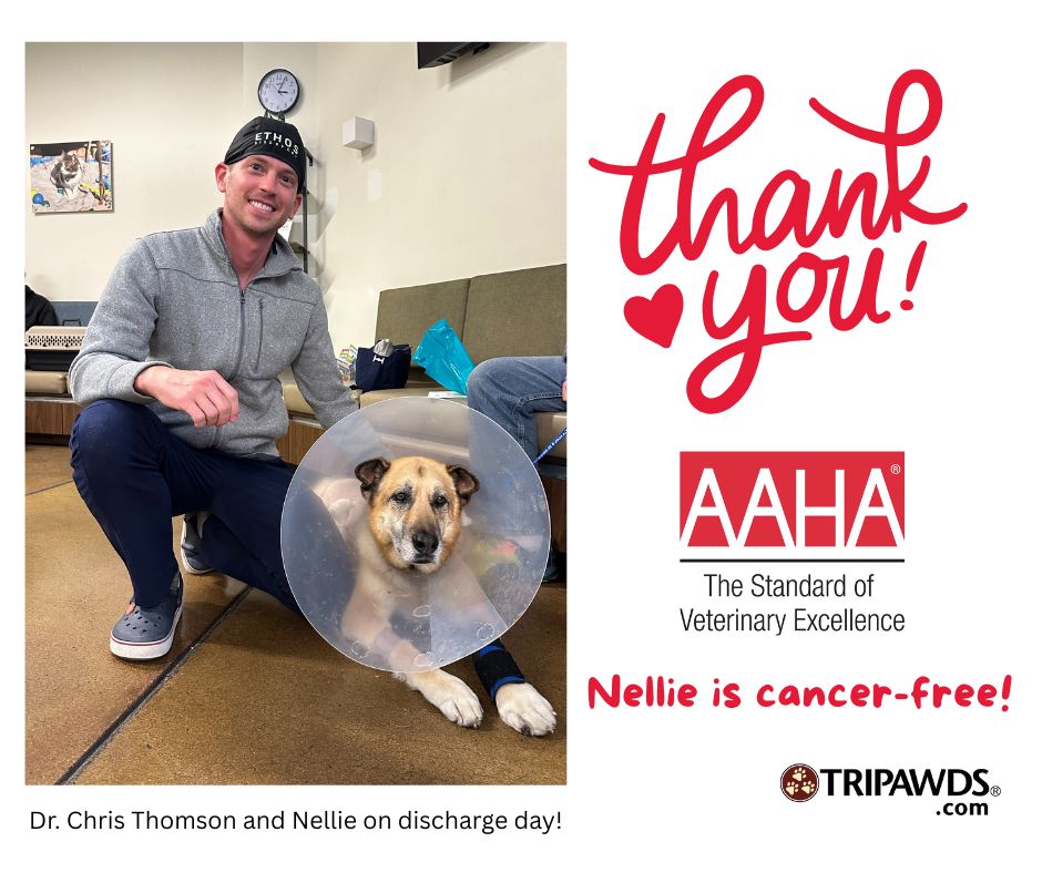 Dr. Chris Thomson and Nellie after tumor resection
