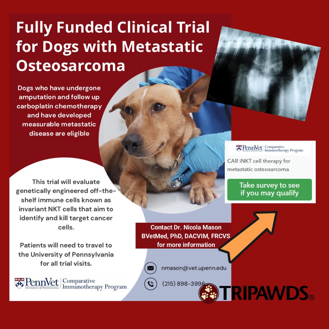 Penn Vet Clinical Trial for Osteosarcoma Dogs