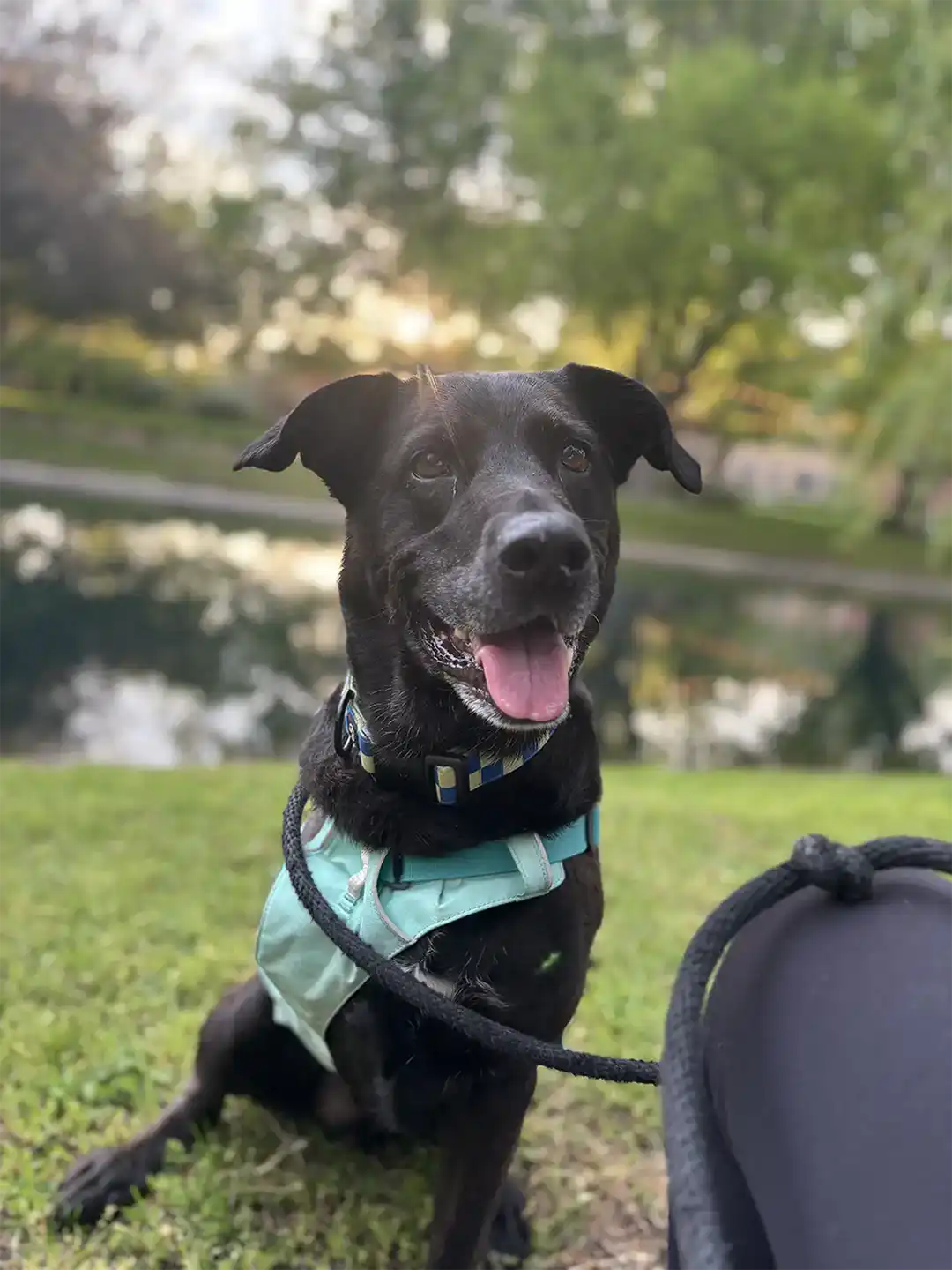 Tripawd Tuesday Silas sitting in the grass by a pond after amputation
