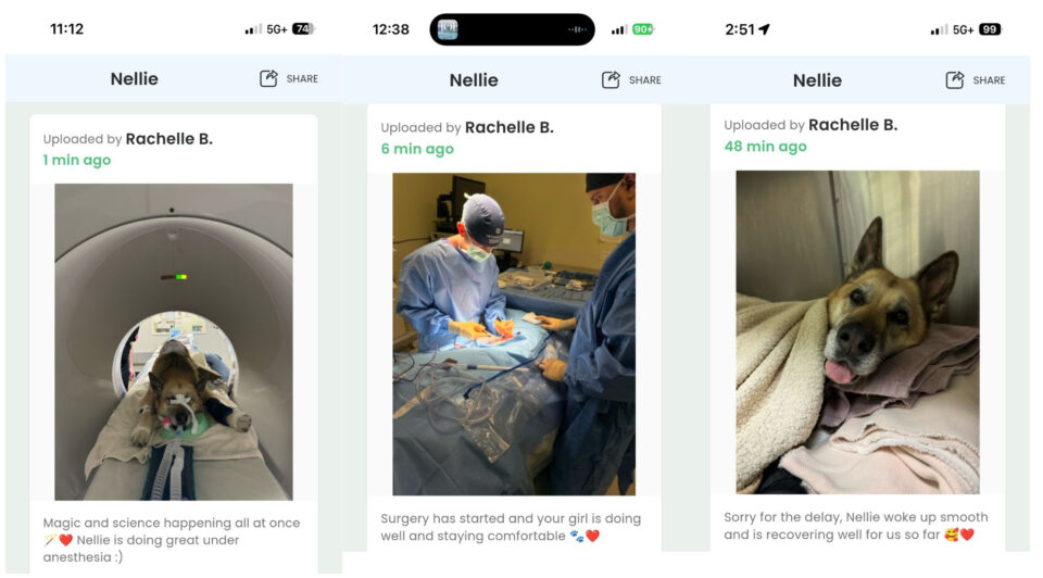 AAHA clinic updates on Nellie's Cancer Surgery