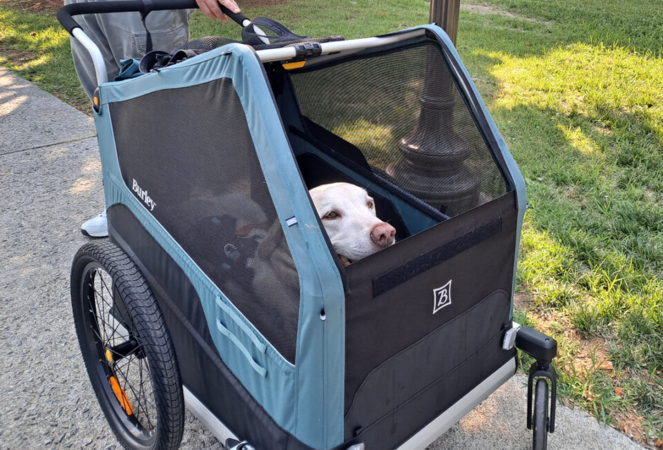 Tripawd in the Burley Bark Ranger