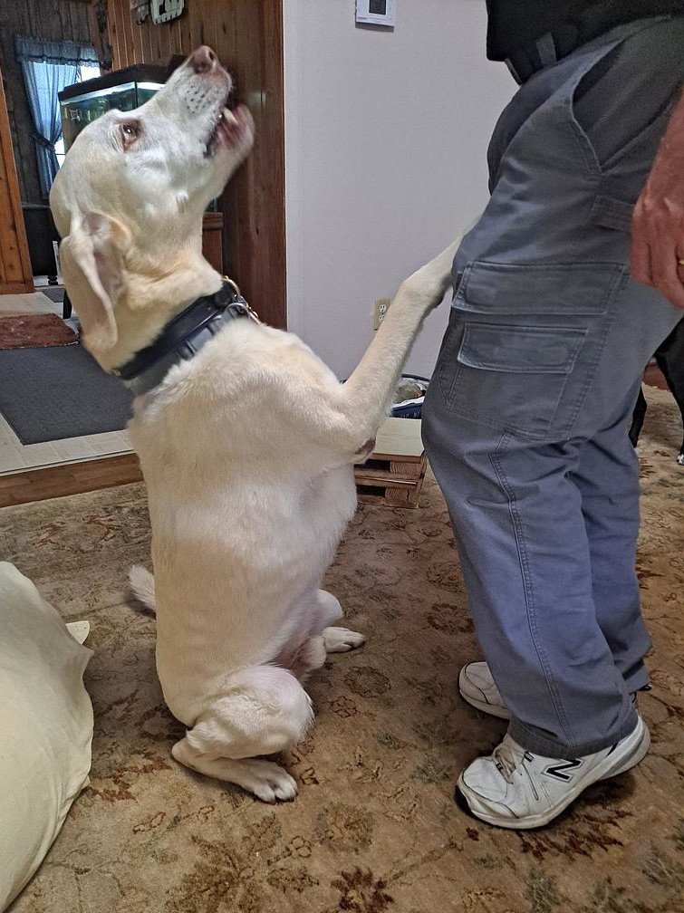 Tripawd Jack does at-home rehabilitation therapy