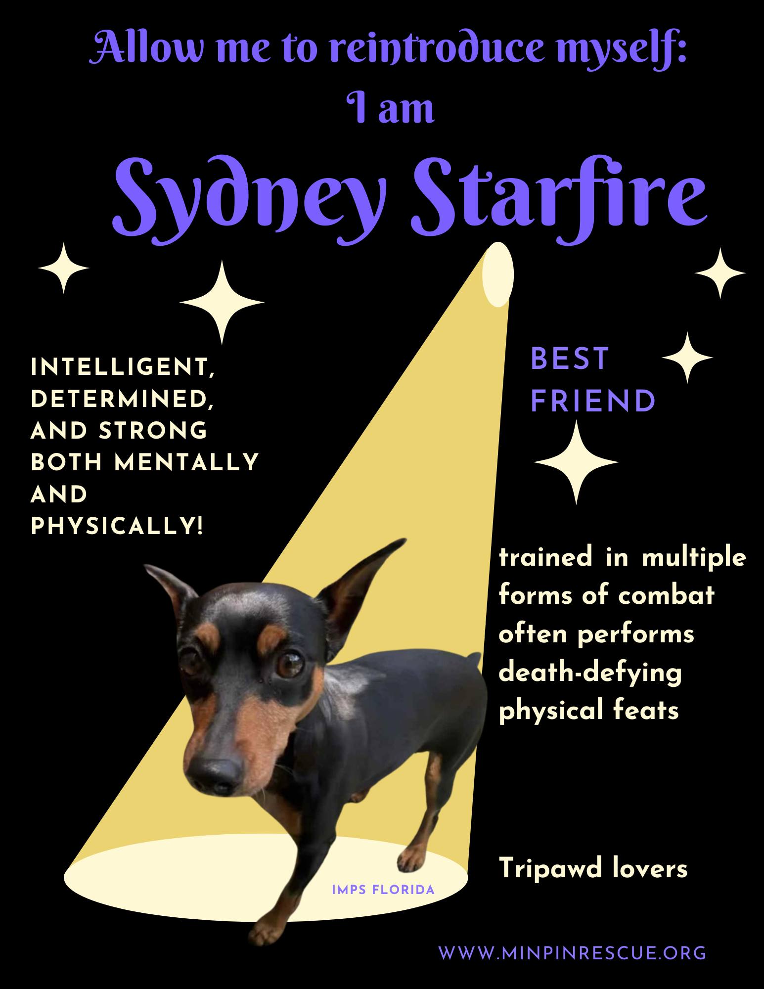 Tripawd Sydney MinPin for Adoption