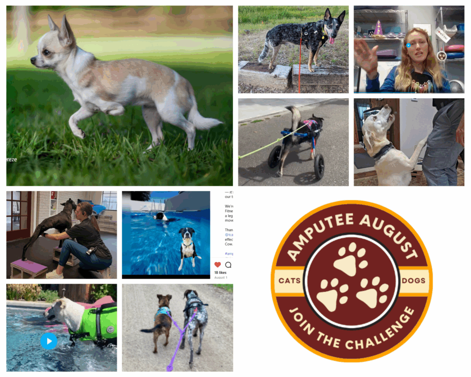 Amputee August Tripawds Fitness Challenge 2025 celebration