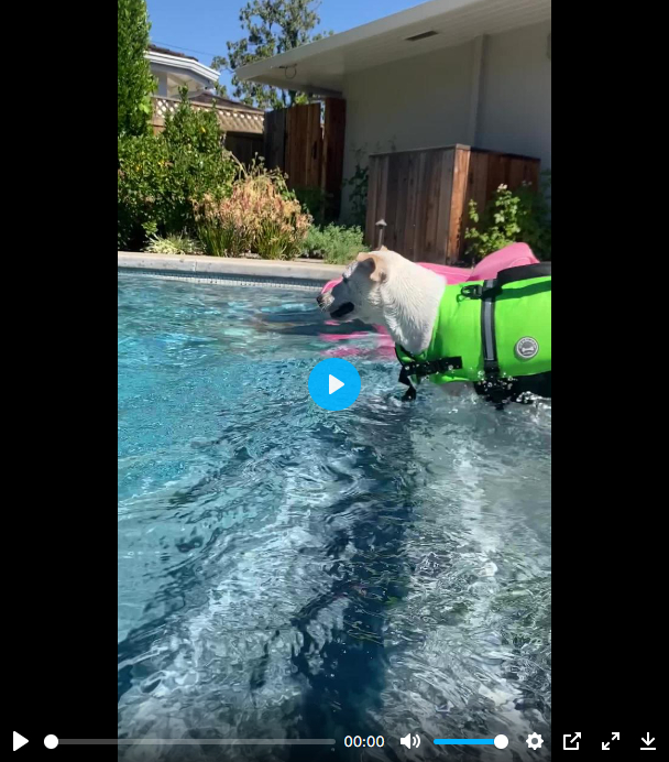 Brodie the Young Tripawd goes swimming