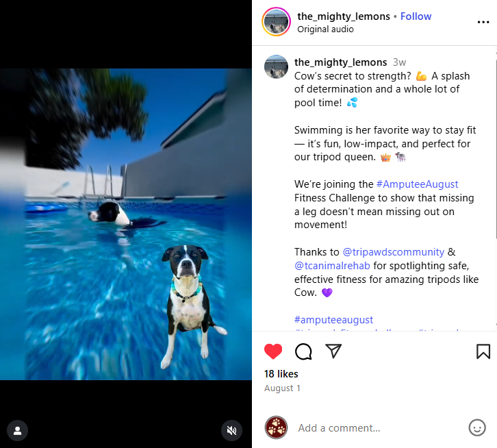 Cow the Tripawd goes swimming