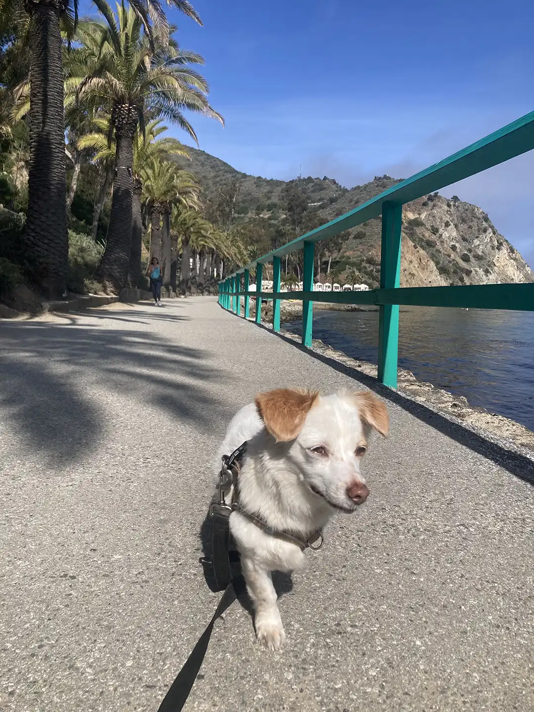 Tripawd Tuesday Garbanzo Bean walking on a palm-lined path by the water