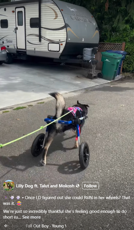 Lilly Dog Tripawd rolling with wheels