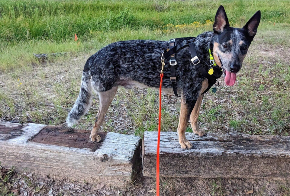 Tripawd Ranger does outdoor rehabilitation therapy on everyday objects
