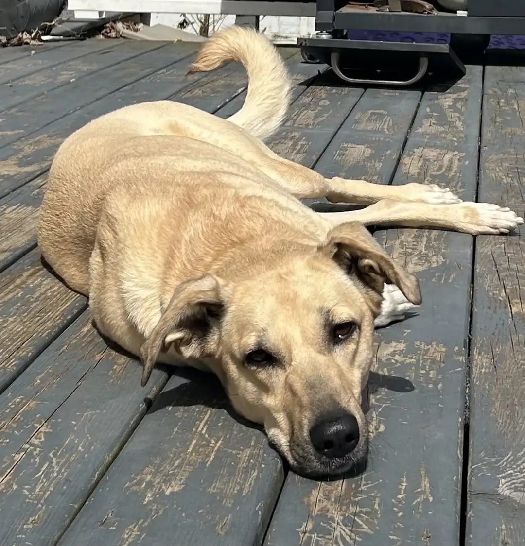 Tripawd Tuesday Sadie relaxing on a wooden deck in the sun, looking calm and content.