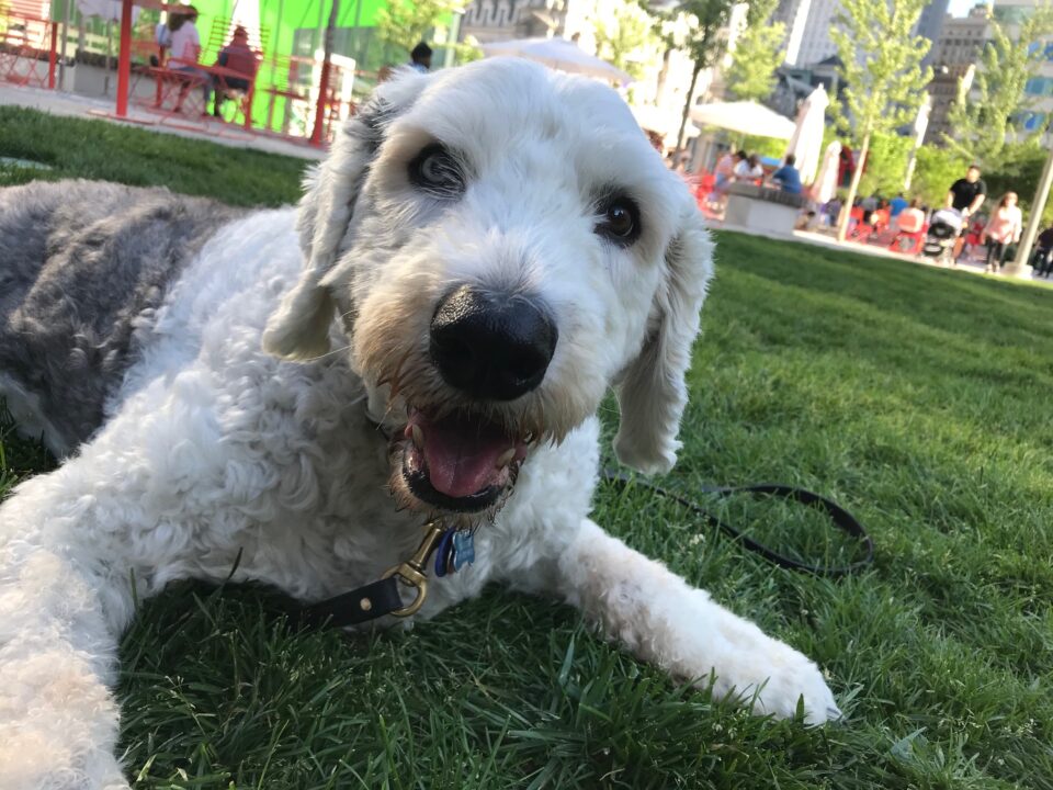 Tripawd Dexter outlived the osteosarcoma prognosis with immunotherapy treatment from U-PENN