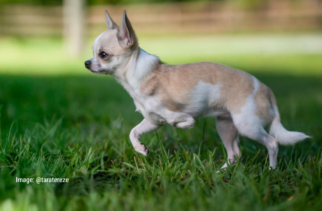 Frannie the Tripawd Chihuahua