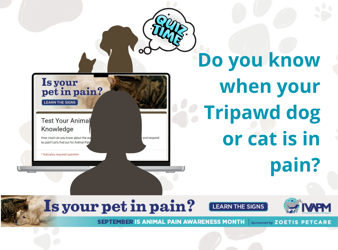 Take the 2025 Tripawds Animal Pain Awareness Month Quiz