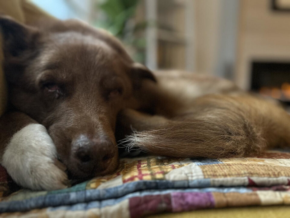 Senior Tripawd BooBoo taking a snooze (Image: @Selina Haltom)