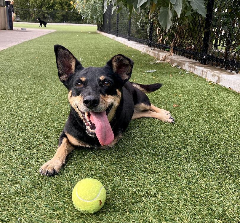 Pepper Osteosarcoma Tripawd Hero (Image: @Sara M Tripawds Suppport Circle Member)