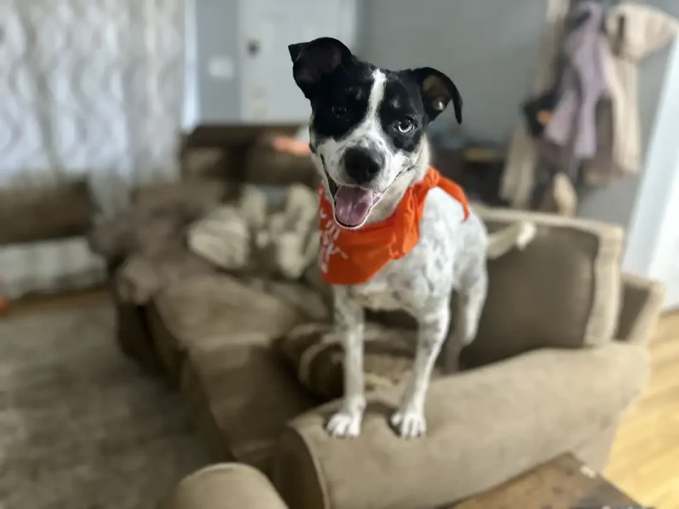 Tripawd Pogo standing on the couch
