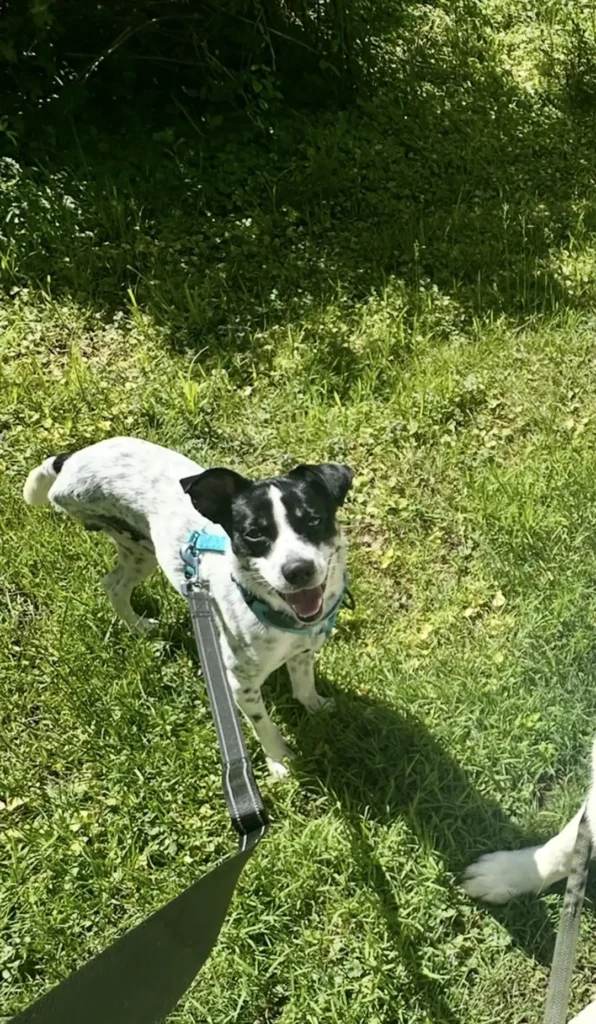 Tripawd Pogo on lawn