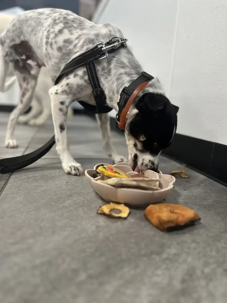 Tripawd Pogo eating treats from a bowl