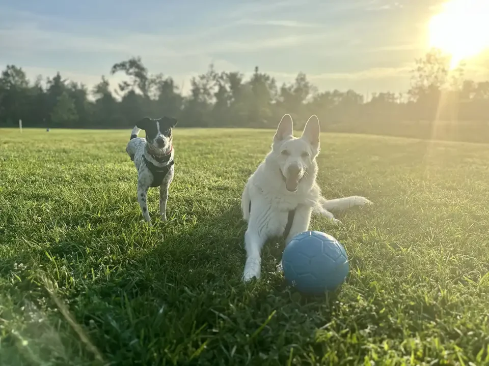 Tripawd Pogo and a big white dog playing in the grass