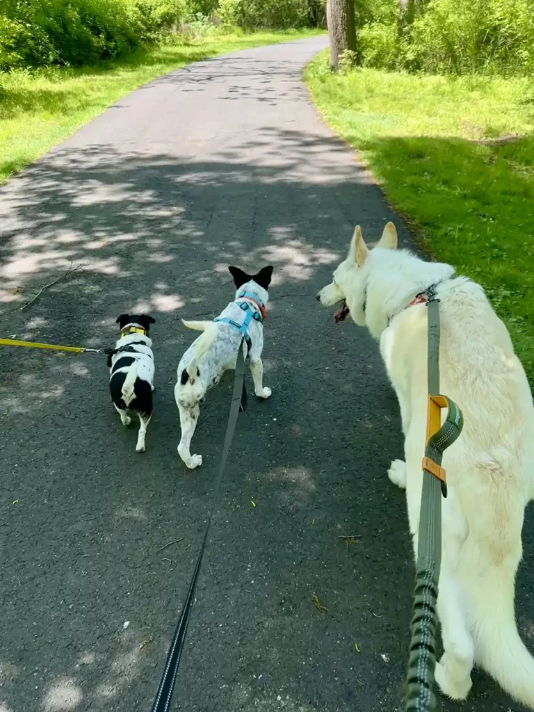 Tripawd Pogo walks on a trail with two other dogs