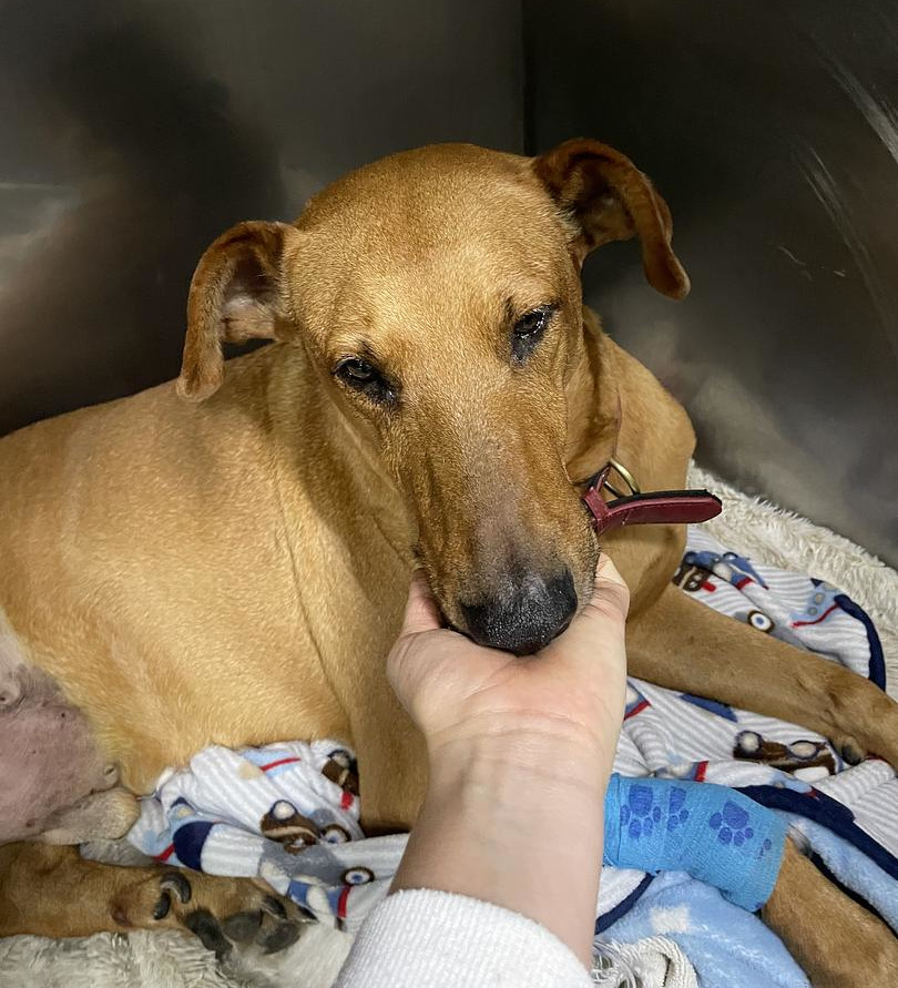 New Tripawd Sarge recovers from surgery (Image: @Sofia Lozano)