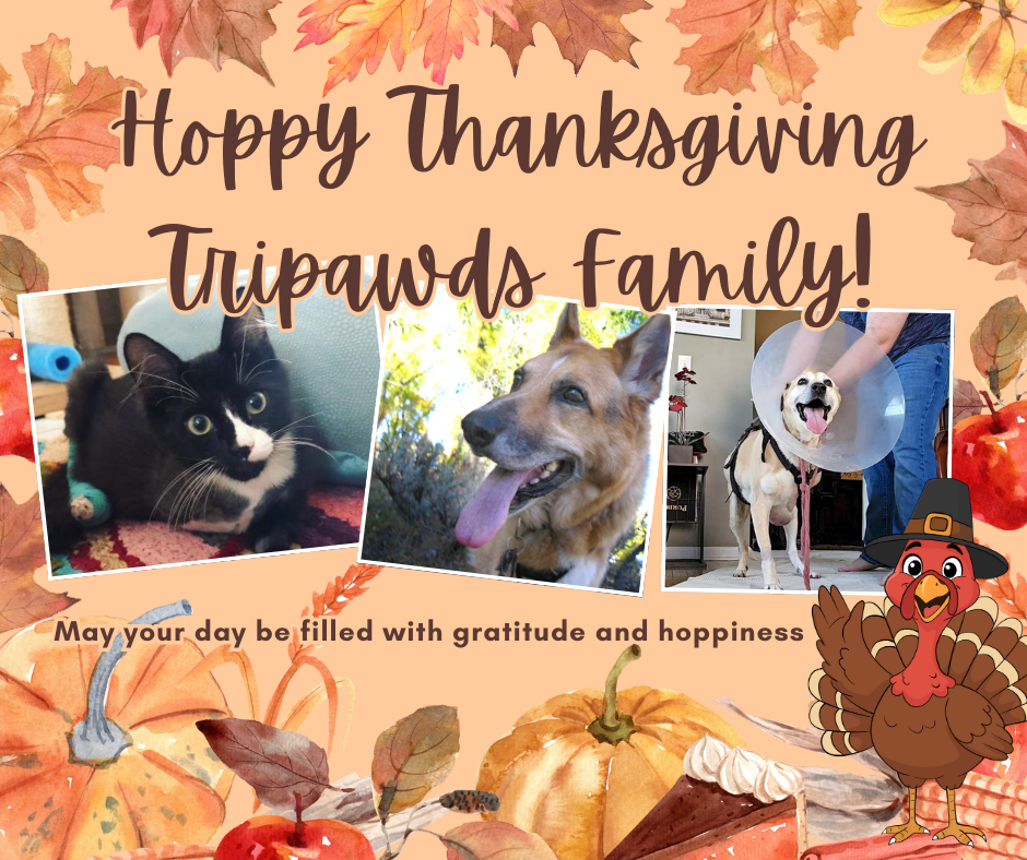 Tripawds Thanksgiving 2025