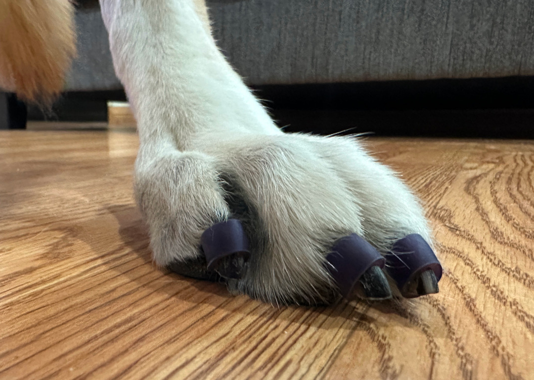 Tripawds Spokesdog Nellie Tries Dr. Buzby's Toe Grips