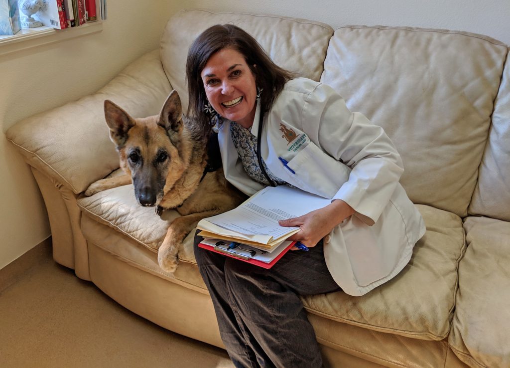 Tripawd Codie Rae with electrochemotherapy vet Dr. Kelly in Santa Fe New Mexico