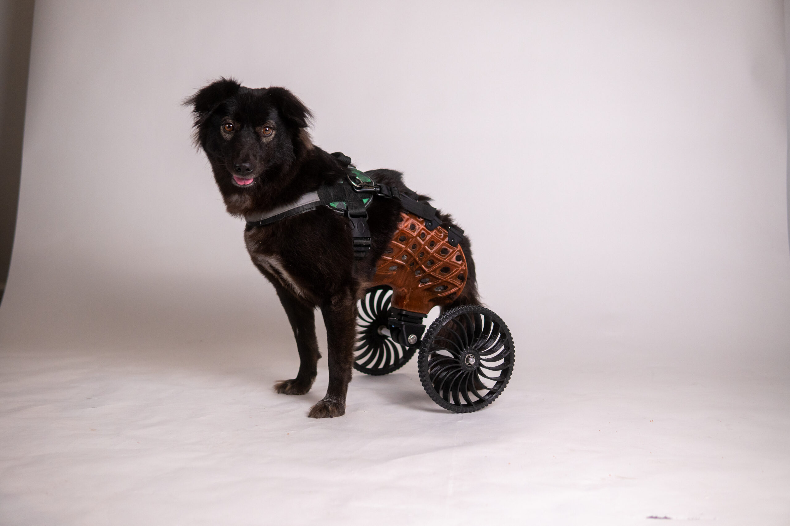 Dog in custom 3D printed wheelchair (Image courtesy of 3D Pets)