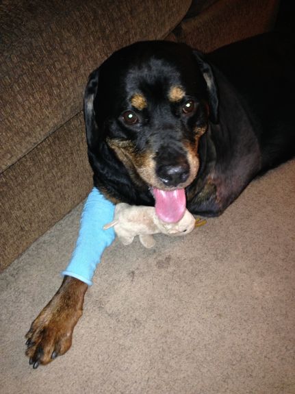 Three legged Rottie Bruce