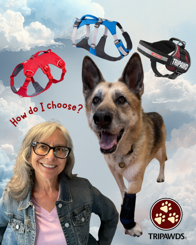 Choose the right harness for a Tripawd dog