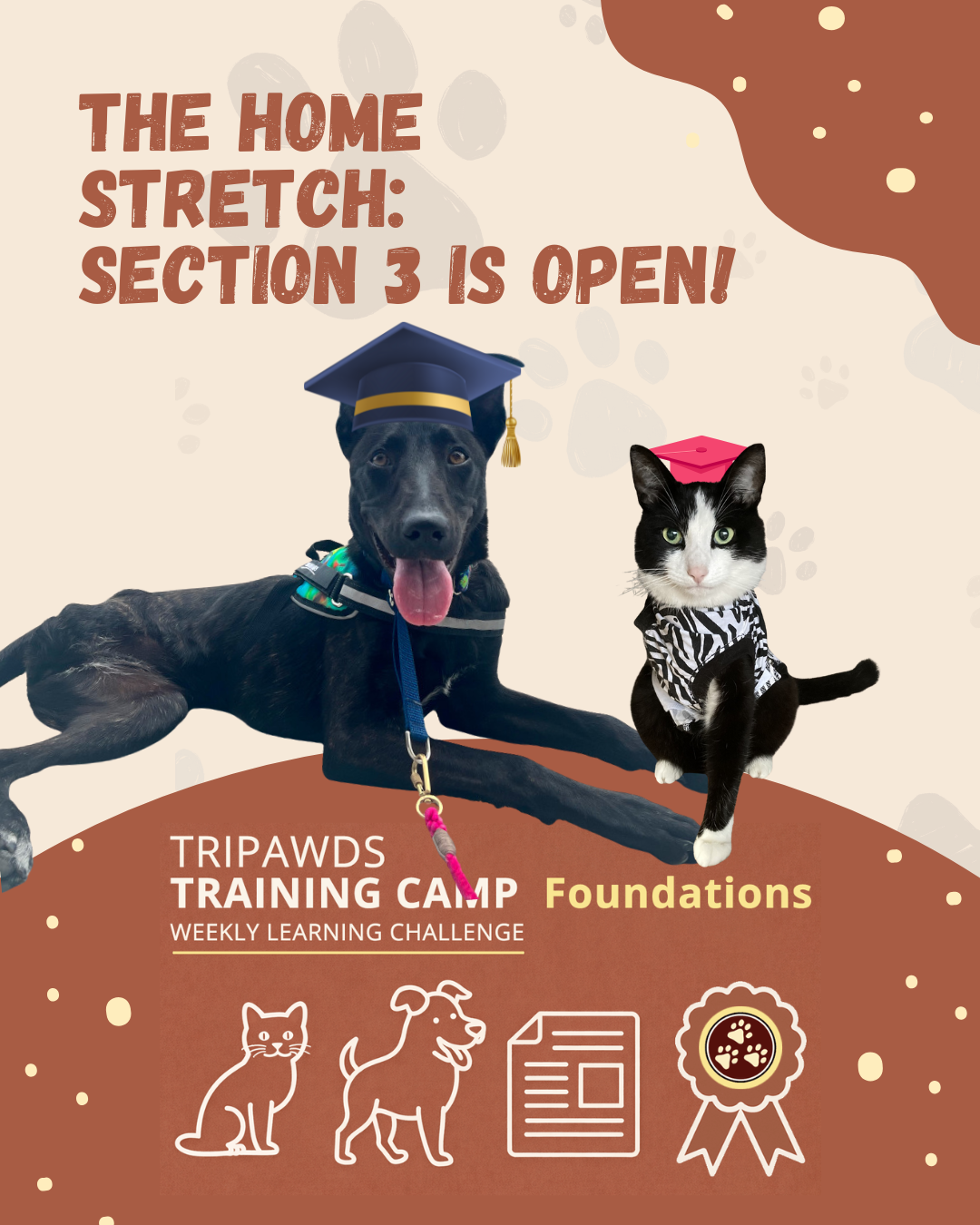 Section 3 of Tripawds Learning Challenge is Open