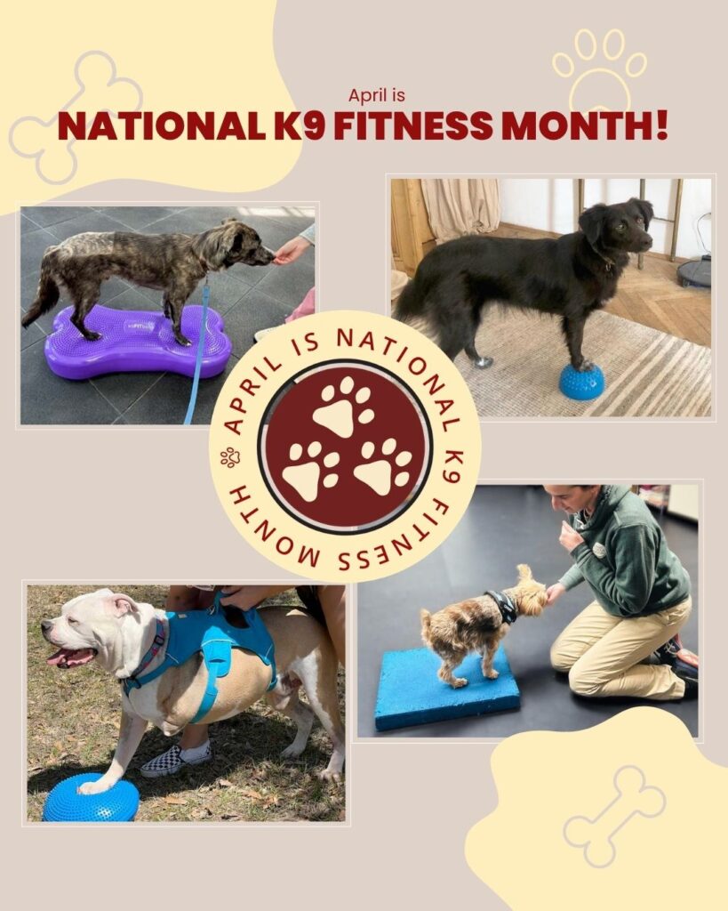 Tripawd fitness tips