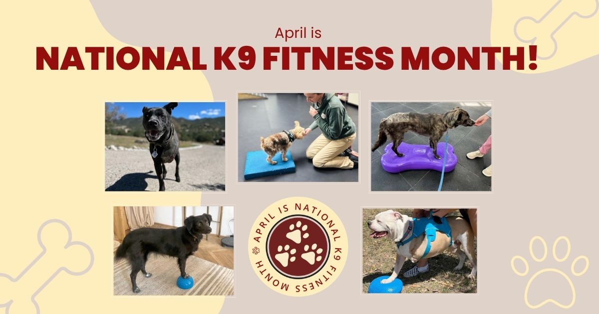 Tripawds Get Fit During National Canine Fitness Month