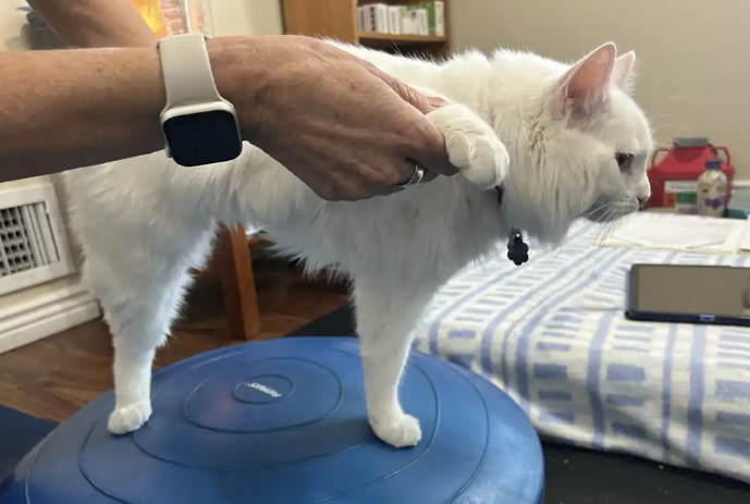 Magnolia Tripawd Kitty gets rehab therapy