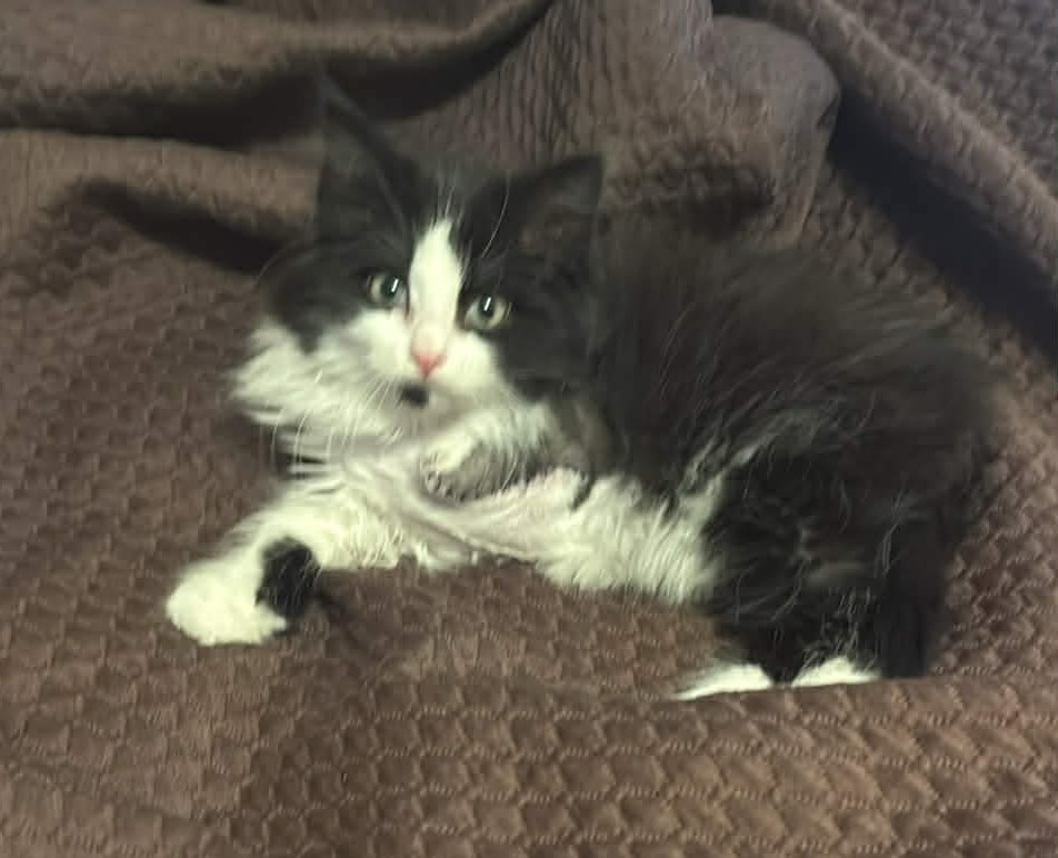 Tripawd Tuesday Icelyn the three-legged rescue cat