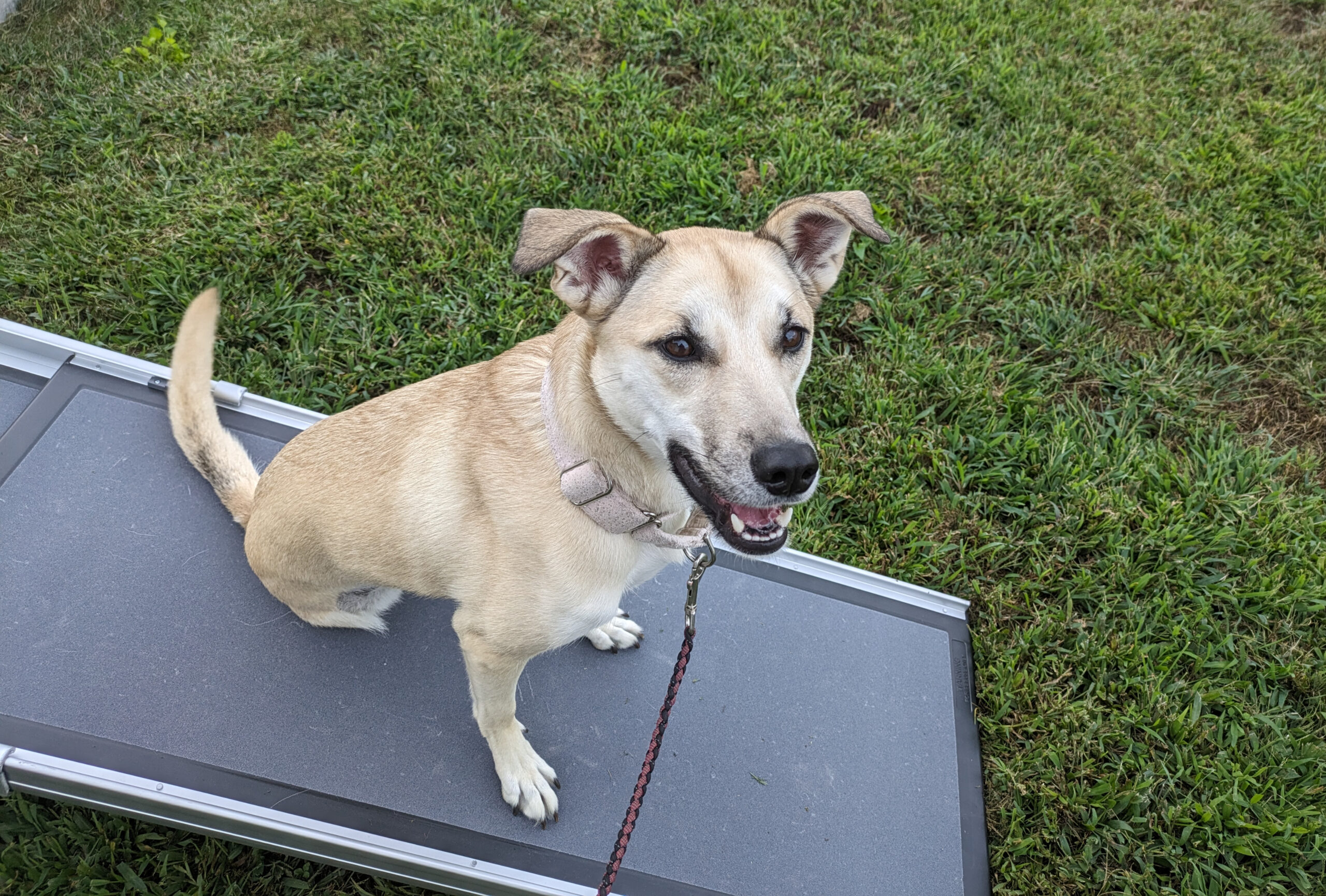 Tripawd Loki tries a ramp