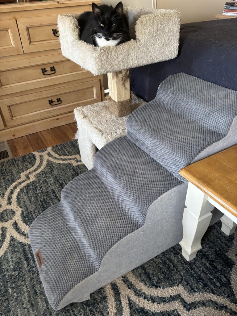 Oliver's kitty sibling wonders about pet steps for the bed.