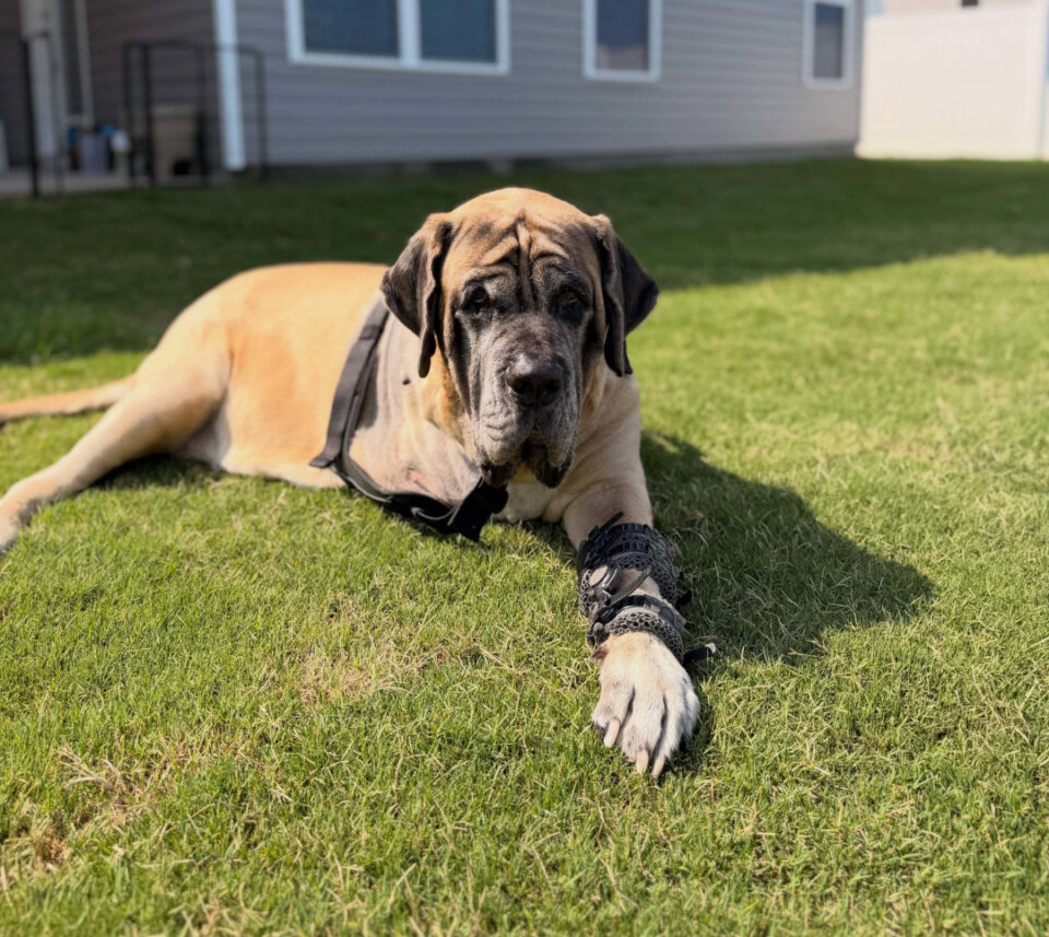 Demi the Tripawd Bull Mastif