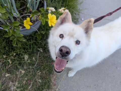 Duncan shares his SBRT limb sparing experience with Tripawds