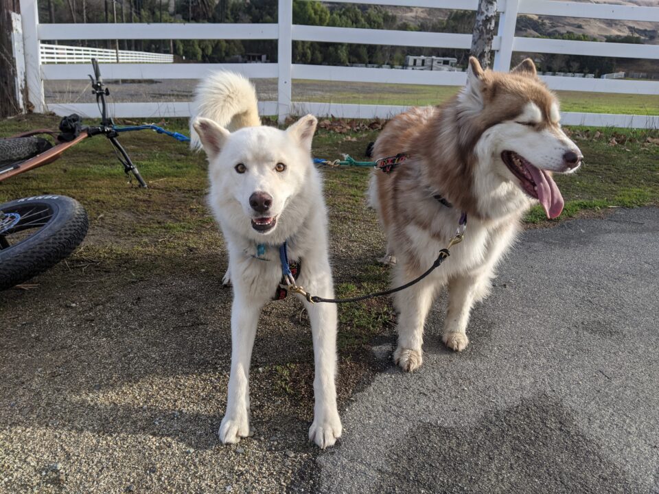 Duncan the Husky (left) before Stereotactic Radiation Therapy