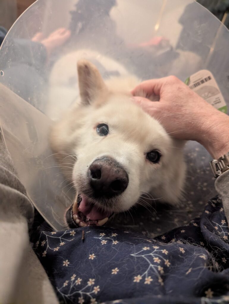 Duncan the Husky after amputation surgery