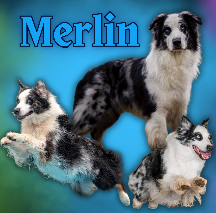 Merlin the painting Aussie Dog