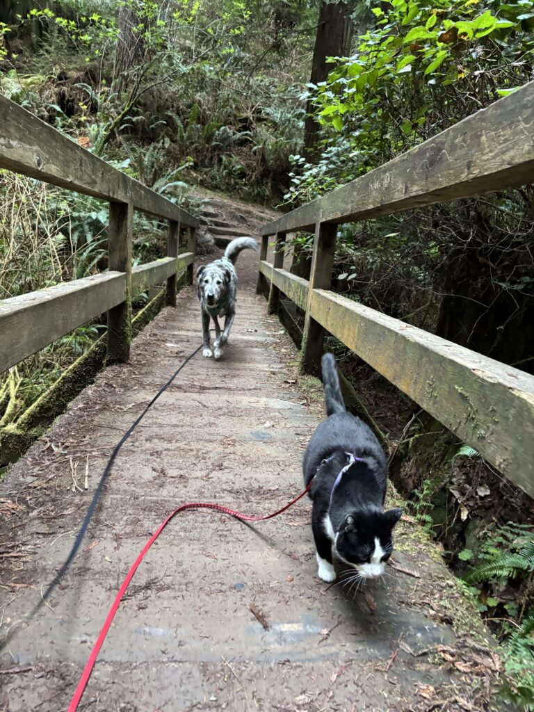 Tripawd Starla and Tri-kitty Simon walking together on a wooded trail