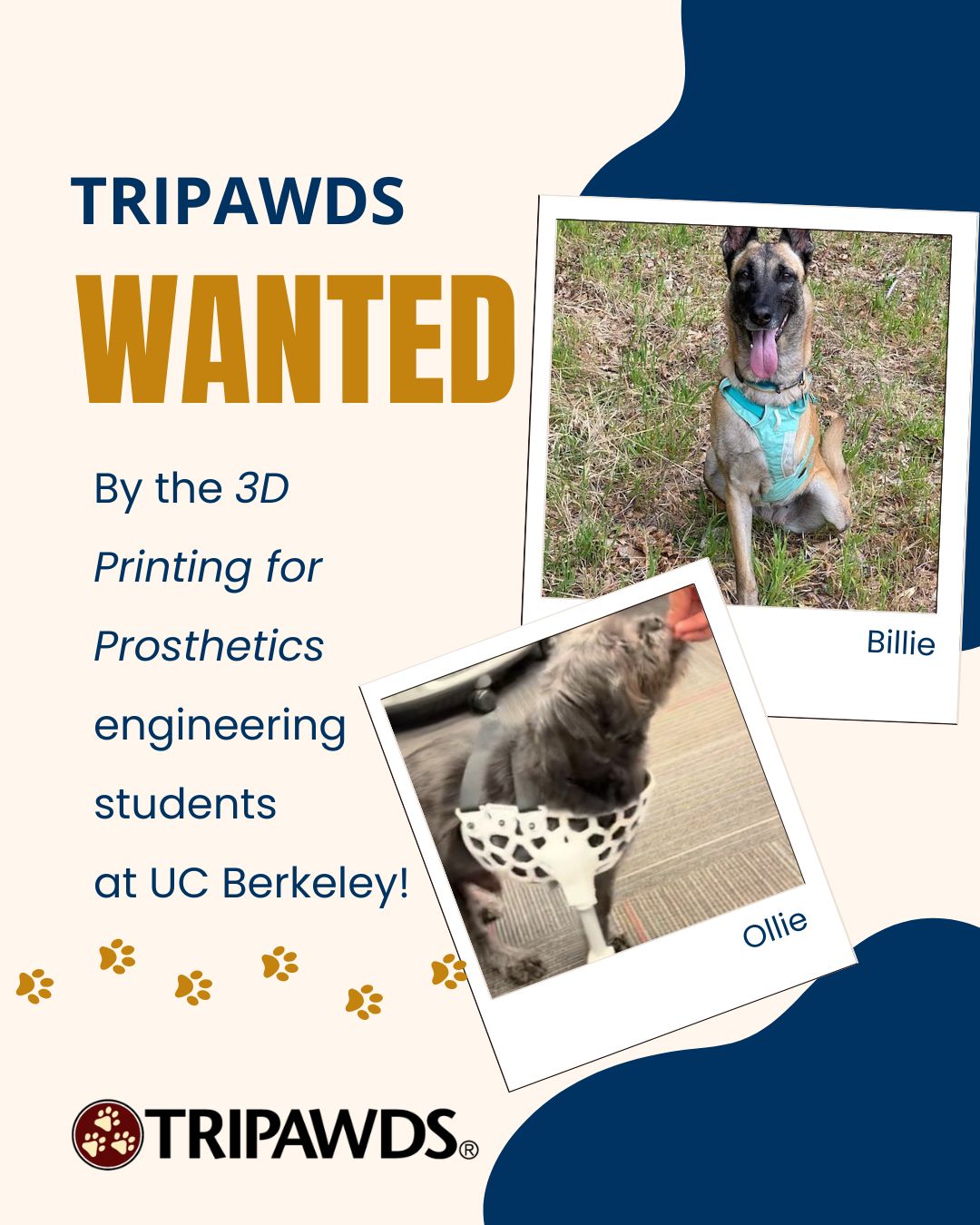UC Berkeley students want to build free custom prosthetics for Tripawd dogs and cats